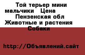 Той-терьер мини мальчики › Цена ­ 7 000 - Пензенская обл. Животные и растения » Собаки   